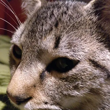 منزل ريفي El Pedrueco