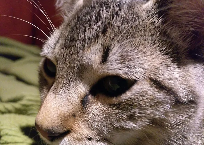 Landhaus El Pedrueco